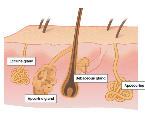 Sweat gland comparison, from Baker, L. (2019). Physiology of sweat gland function: The roles of sweating and sweat composition in human health. Temperature. 6(3), p 211-259
